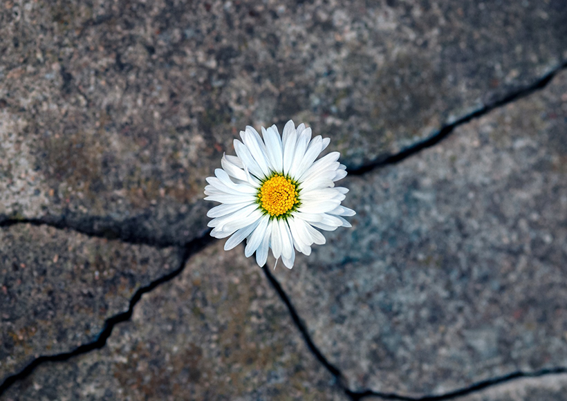 risk-and-resilience flower growing through concrete