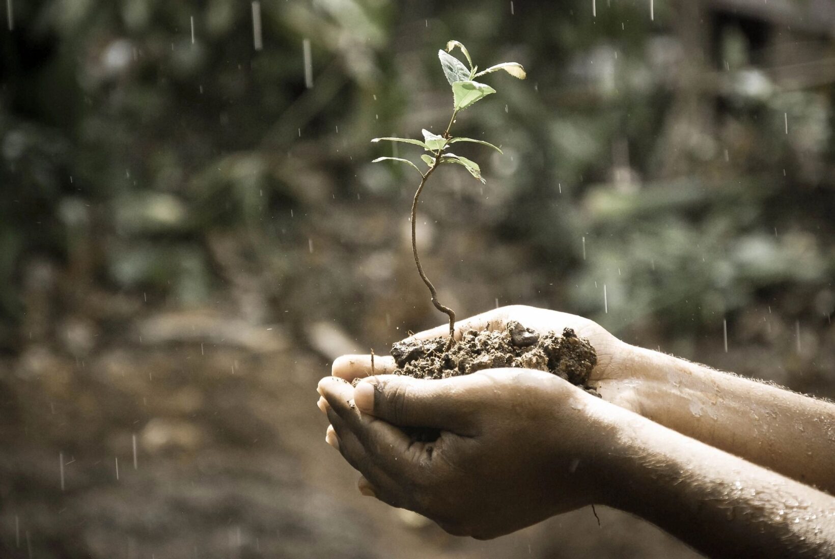 qtq80-ExxNBv person holding baby tree in hands